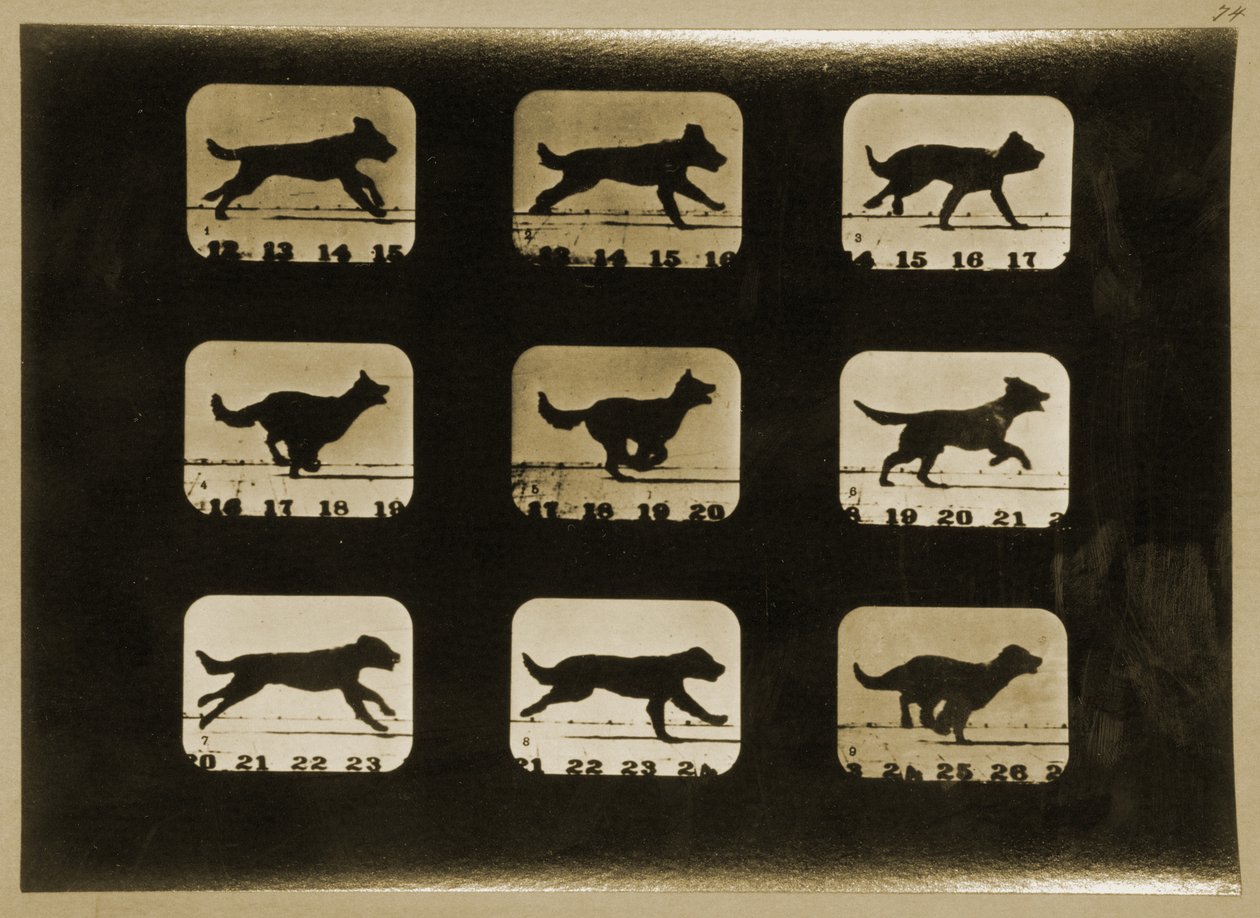 Dogs Running, fra serien 