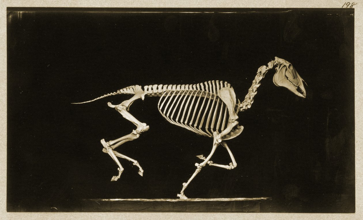 Skelet af en løbende hest af Eadweard Muybridge