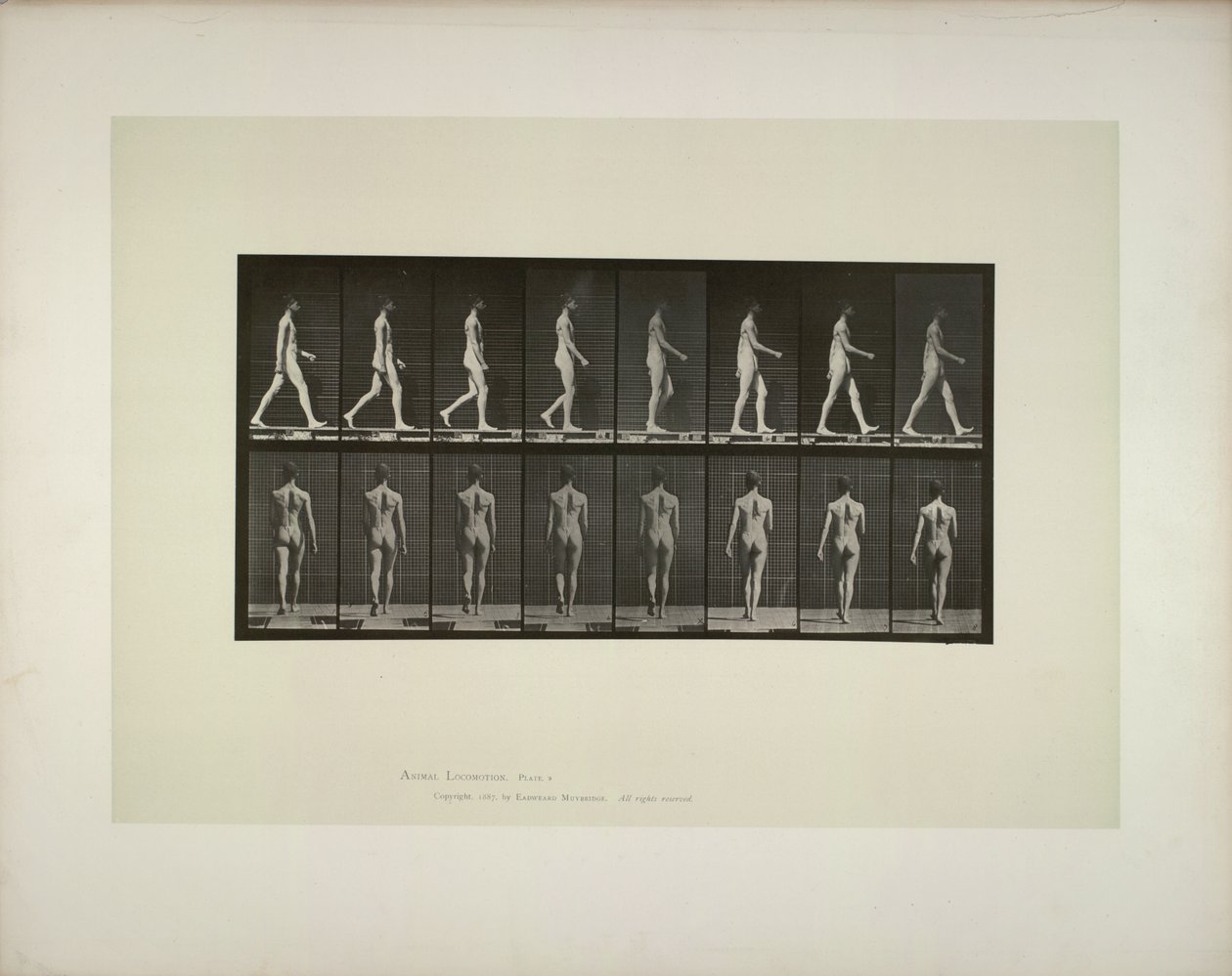 Dyrebevægelser: bækkenklud til mænd, 1887. af Eadweard Muybridge