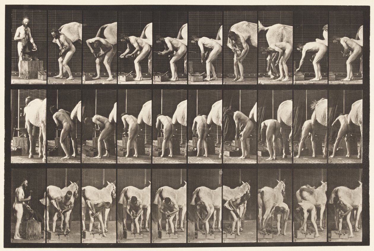Tavle 508. Skoning af en hest af Eadweard Muybridge