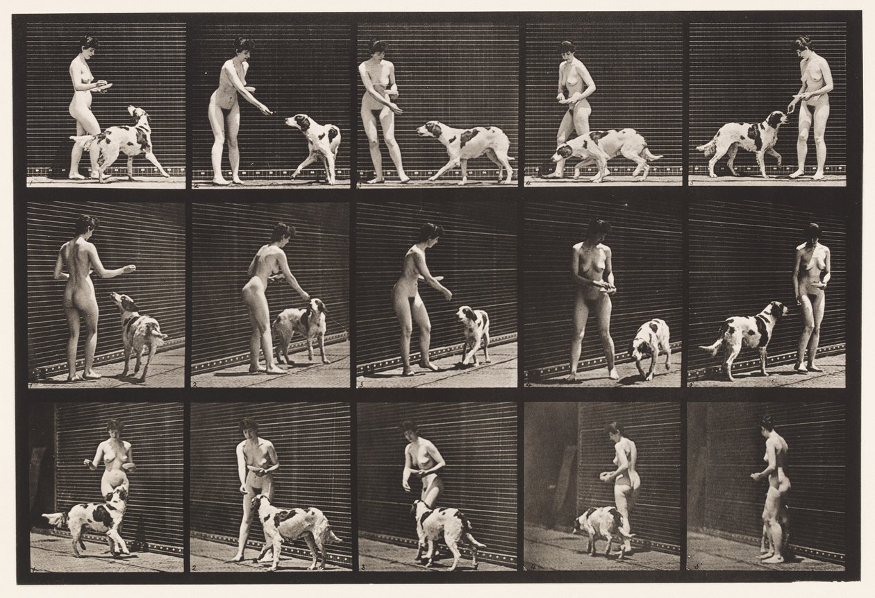 Tallerken 514. At fodre en hund af Eadweard Muybridge