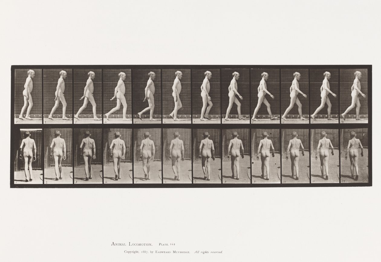 Plade 562. Sidekrumning af Rygsøjlen; Gåture af Eadweard Muybridge