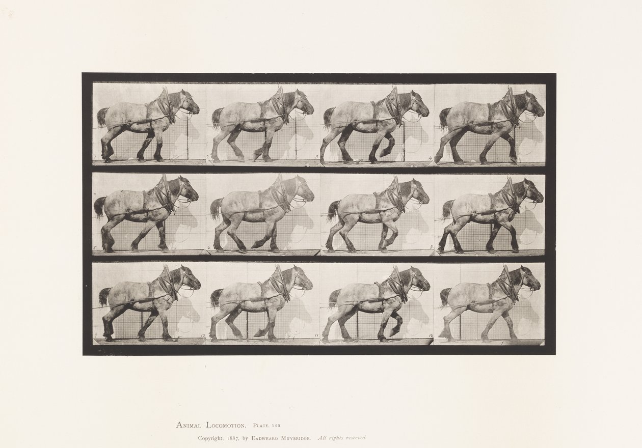 Plade 565.Hauling;Mørkegrå Belgisk Heste Dusel af Eadweard Muybridge