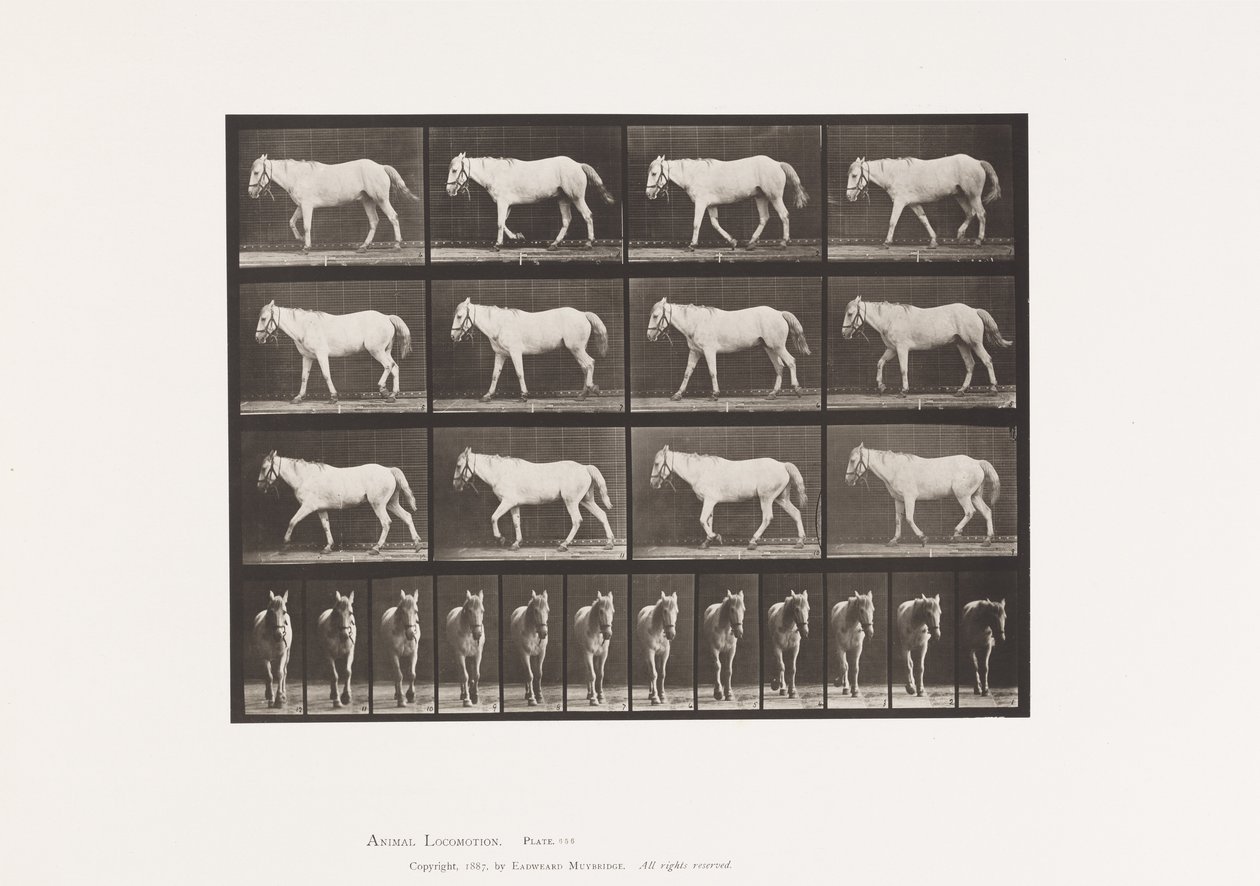 Tavle 656. Gang; Ledig; Ossifikation af brusk af Eadweard Muybridge