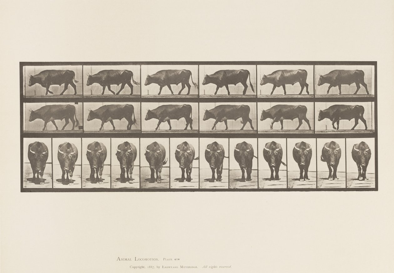Plade 670. Okse; Gåture af Eadweard Muybridge