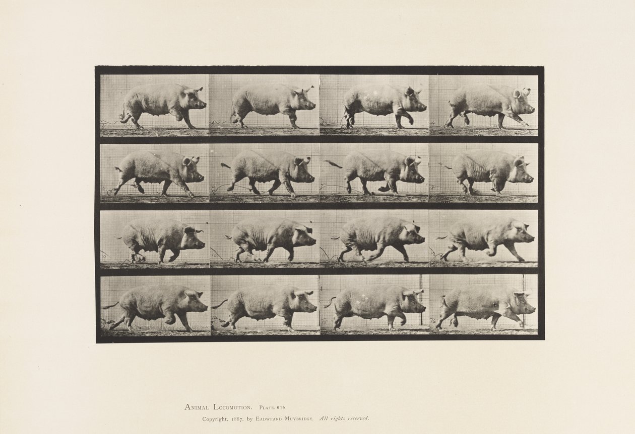 Tavle 675. So; Trav af Eadweard Muybridge