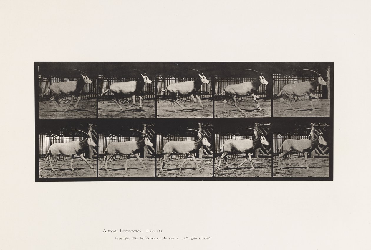 Tallerken 680. Orex; Galoperende af Eadweard Muybridge