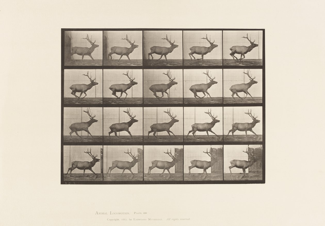 Tavle 693. Elg, Galoperende af Eadweard Muybridge