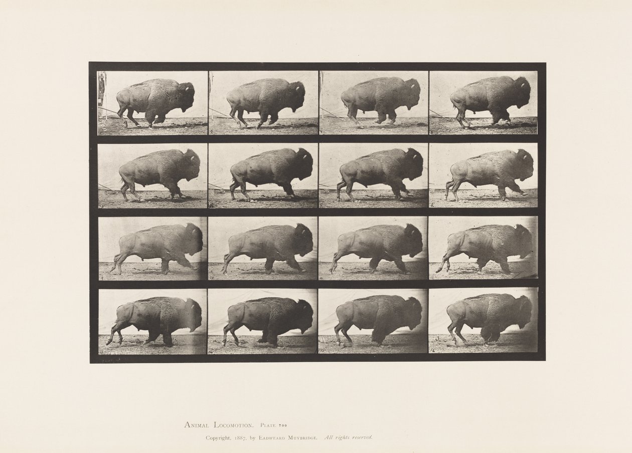Tallerken 700. Bøffel; Galoperende af Eadweard Muybridge