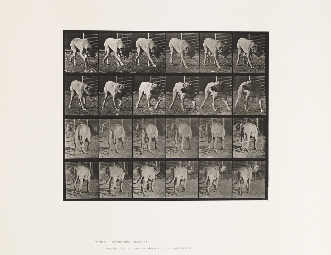 Tavle 703. Hund; Gåture; Afbrudt Mastiff-Dread af Eadweard Muybridge