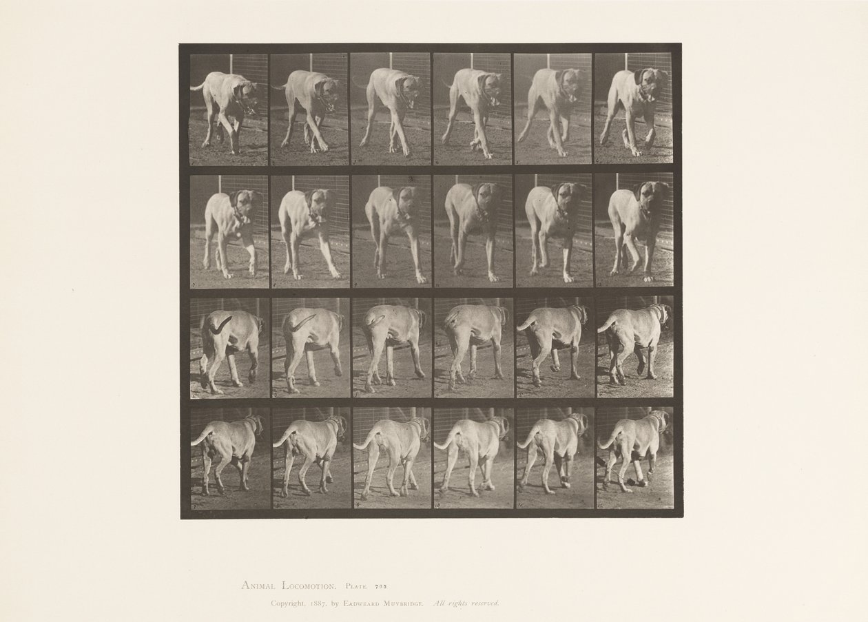 Tavle 705. Hund; Trav; Mastiff af Eadweard Muybridge