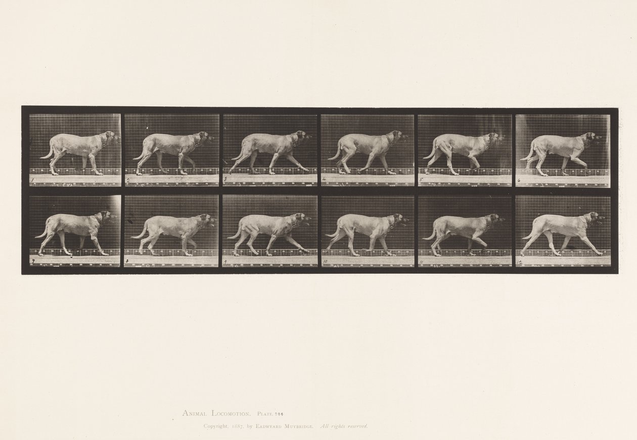 Tavle 706. Hund; Trav; Mastiff af Eadweard Muybridge