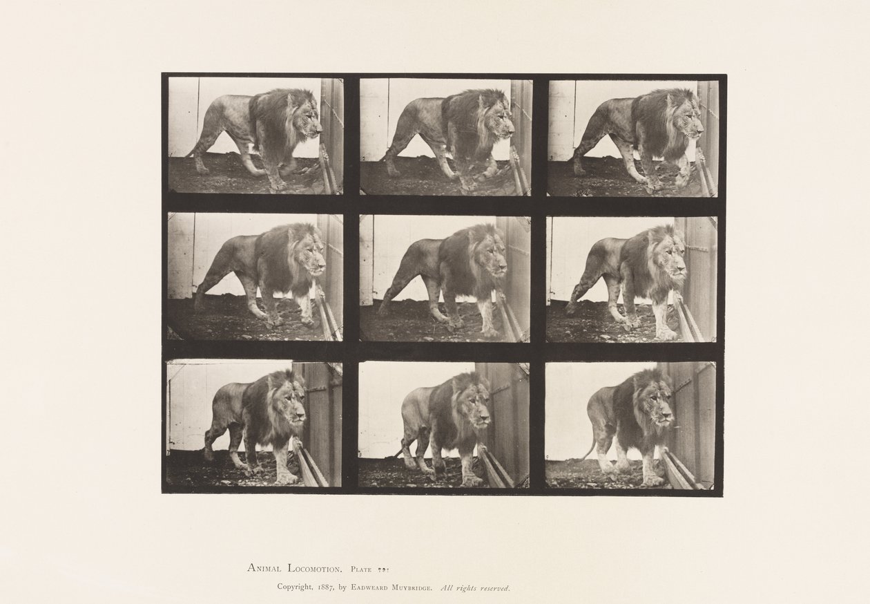 Tallerken 721. Løve; Gåture af Eadweard Muybridge
