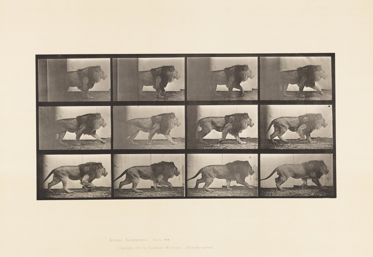 Tallerken 722. Løve; Gåture af Eadweard Muybridge
