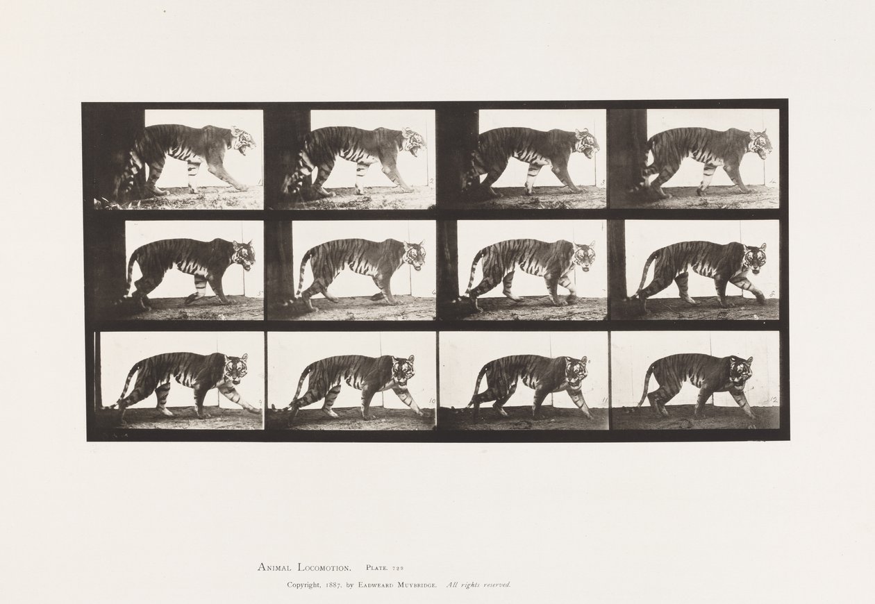 Tavle 729. Tigress; Gåture af Eadweard Muybridge