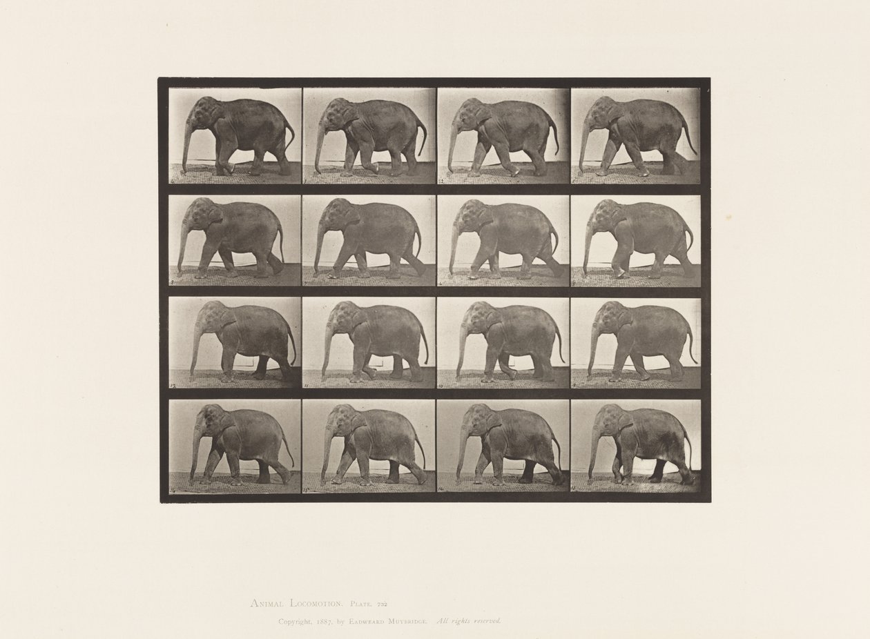 Tavle 732. Elefant; Gåture af Eadweard Muybridge