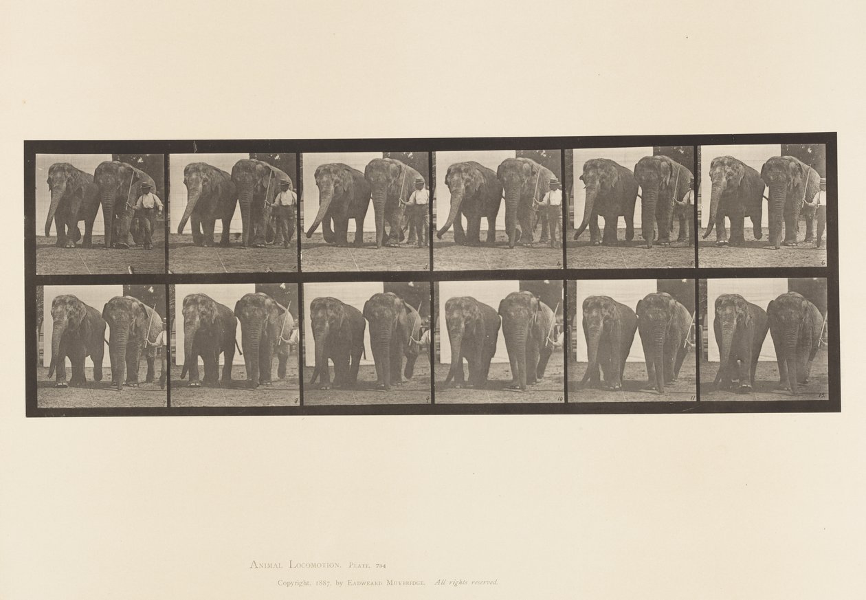 Tavle 734. Elefanter; To, gå af Eadweard Muybridge