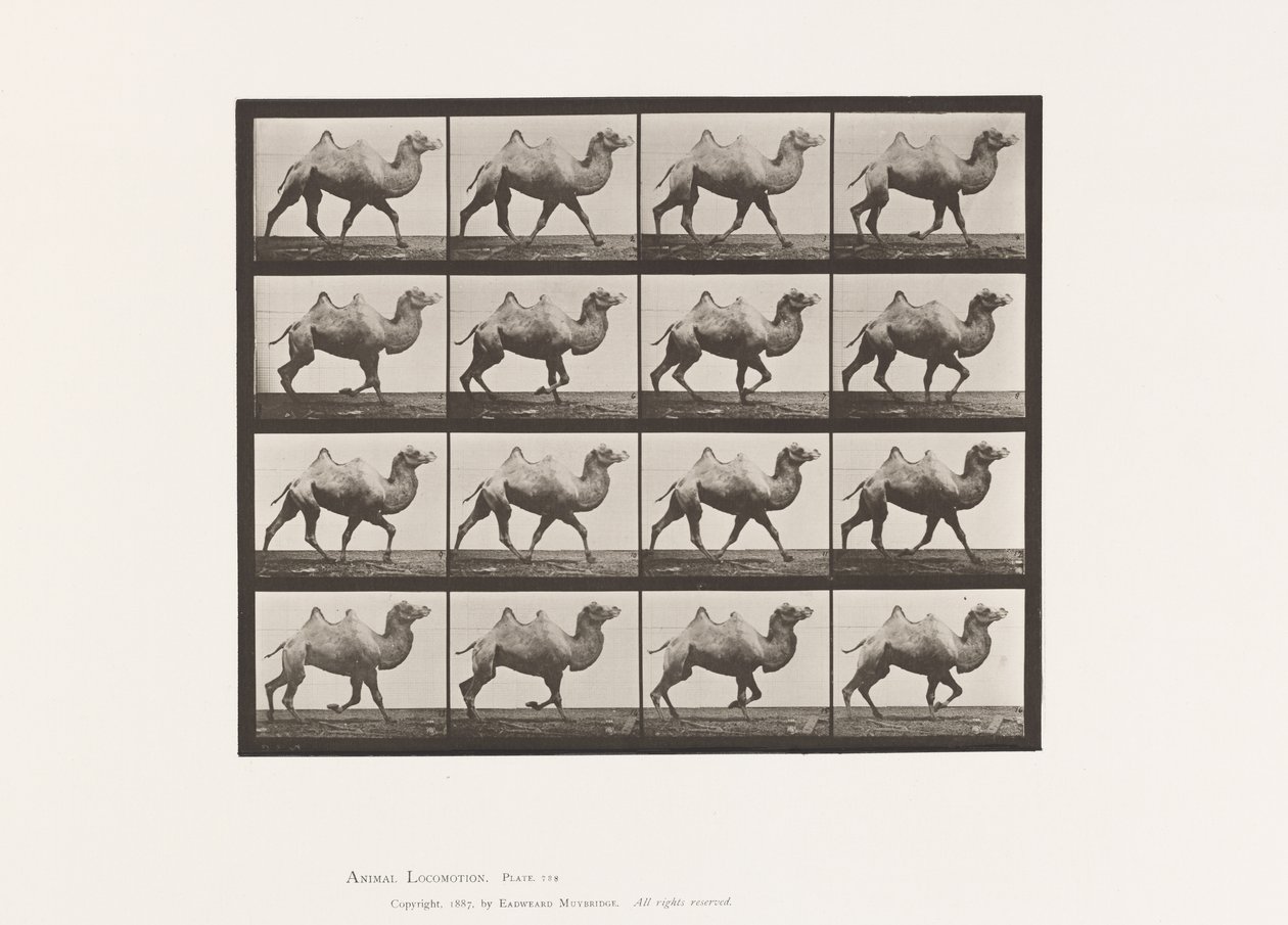 Tavle 738. Bactrian Camel; Reoler af Eadweard Muybridge