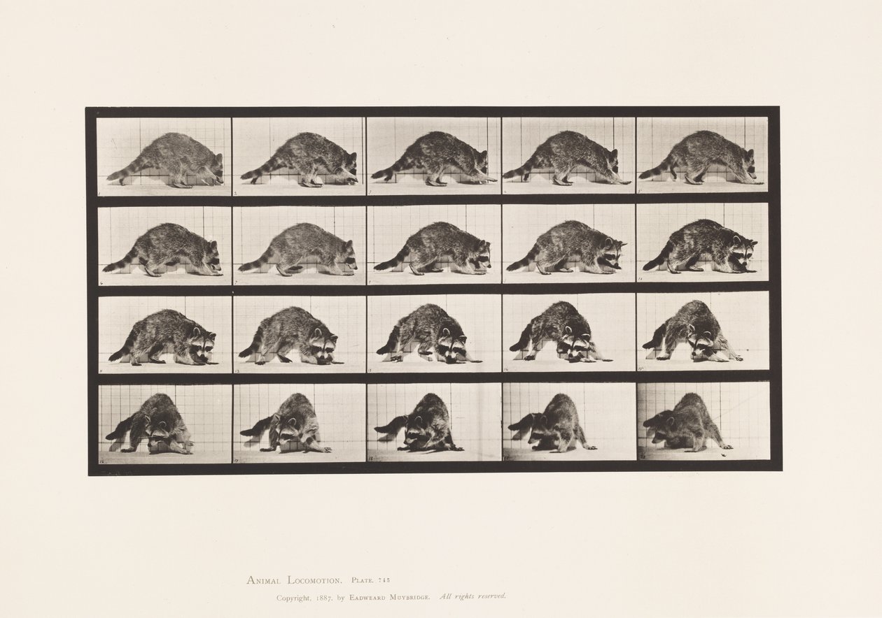 Tallerken 745. Vaskebjørn; Gåture; og vende sig om af Eadweard Muybridge