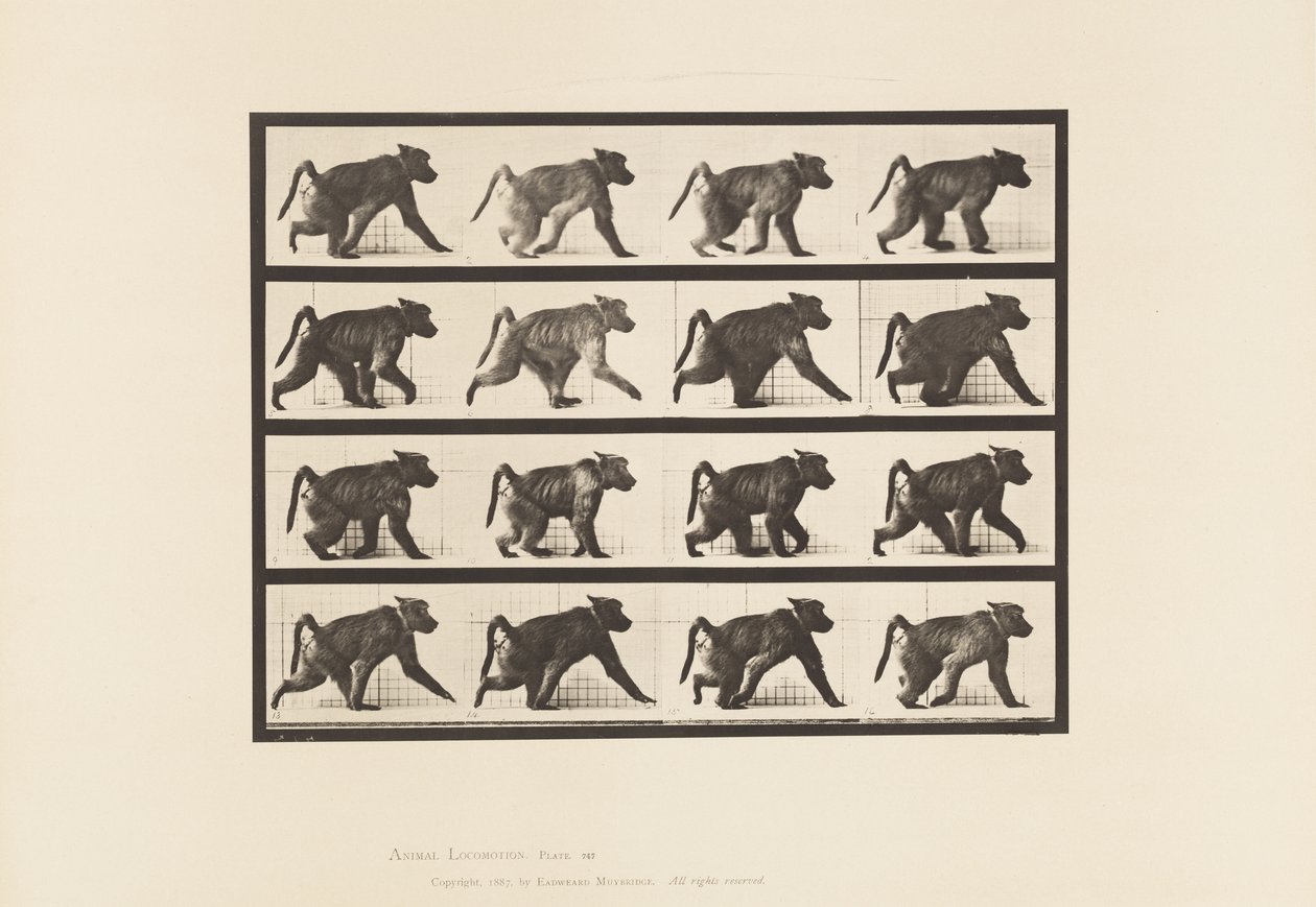 Tallerken 747. Bavian; Går på alle fire af Eadweard Muybridge