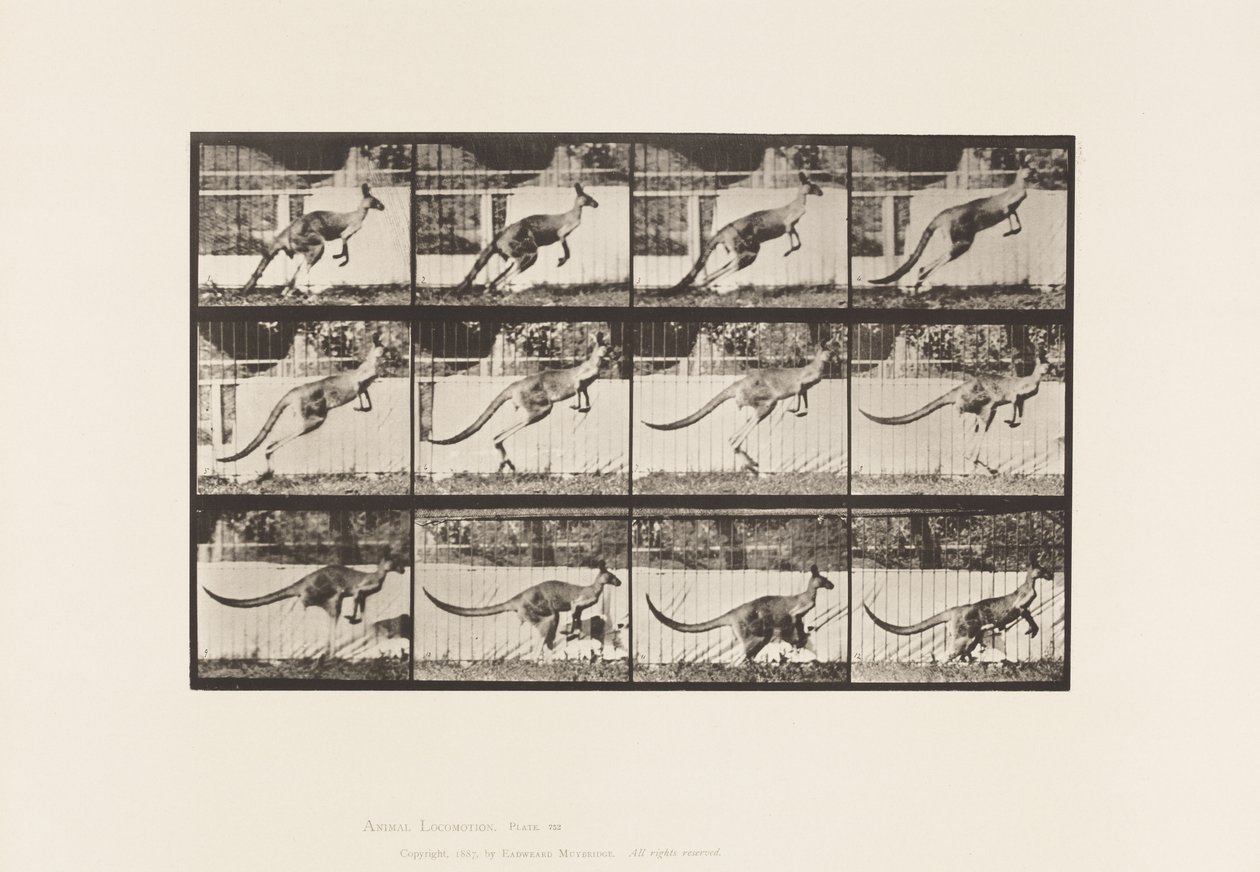 Tavle 752. Kænguru; Hoppe af Eadweard Muybridge