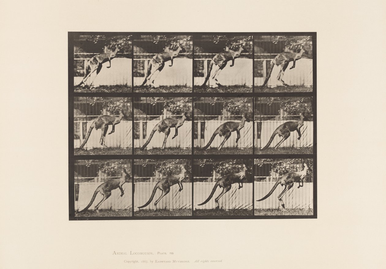 Tavle 753. Kænguru; Hoppe af Eadweard Muybridge