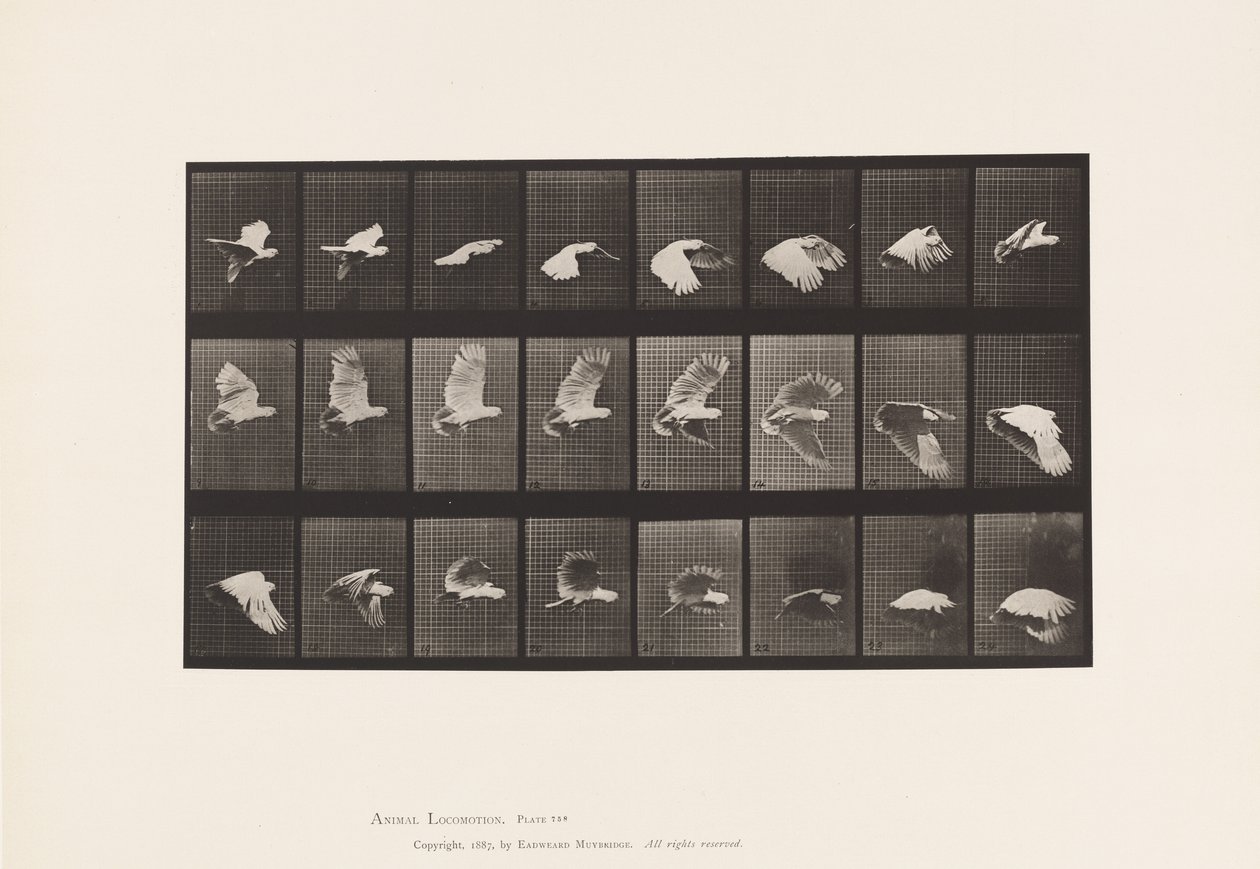 Tallerken 758. Kakadue; Flyvende af Eadweard Muybridge
