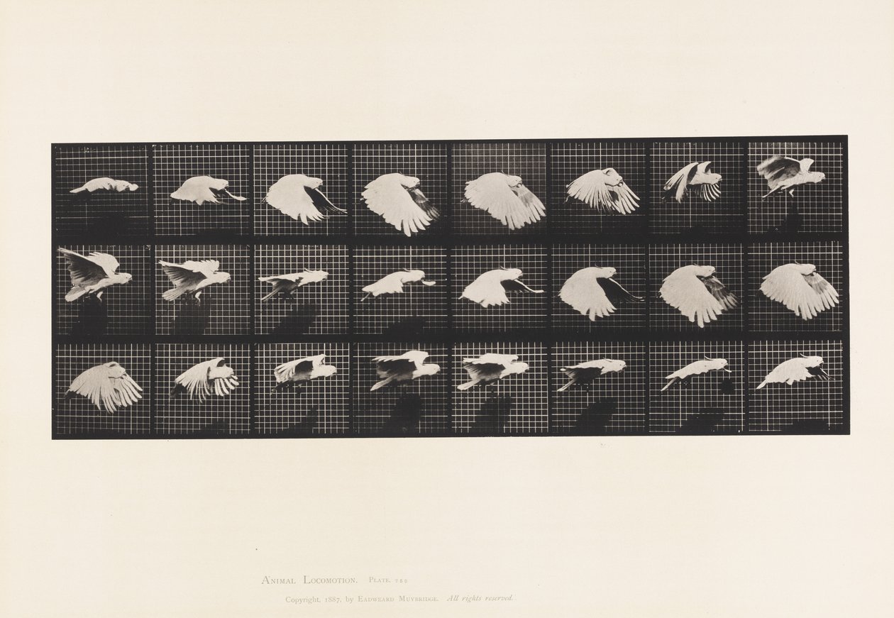 Tallerken 759. Kakadu; Flyvende af Eadweard Muybridge