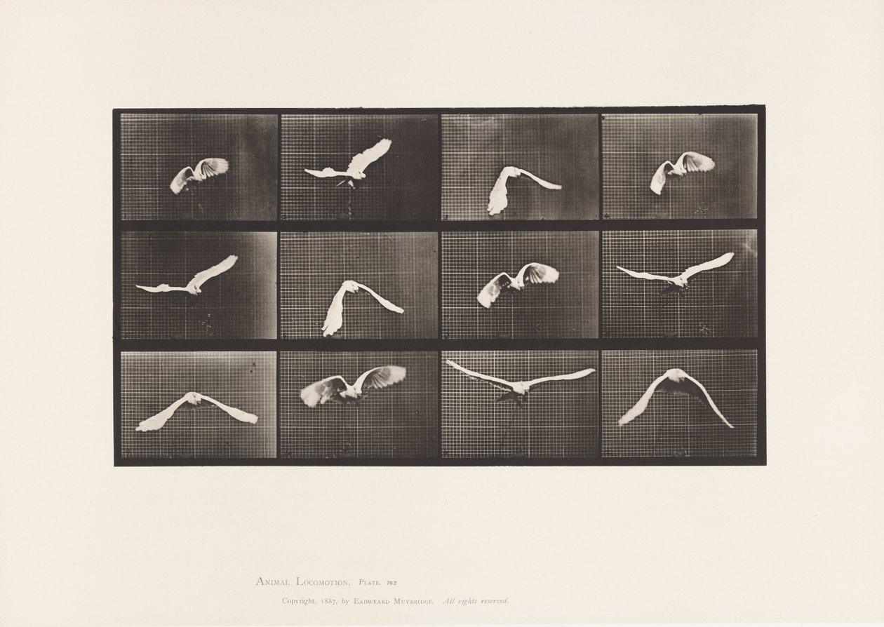 Tallerken 762. Kakadu; Flyvende af Eadweard Muybridge