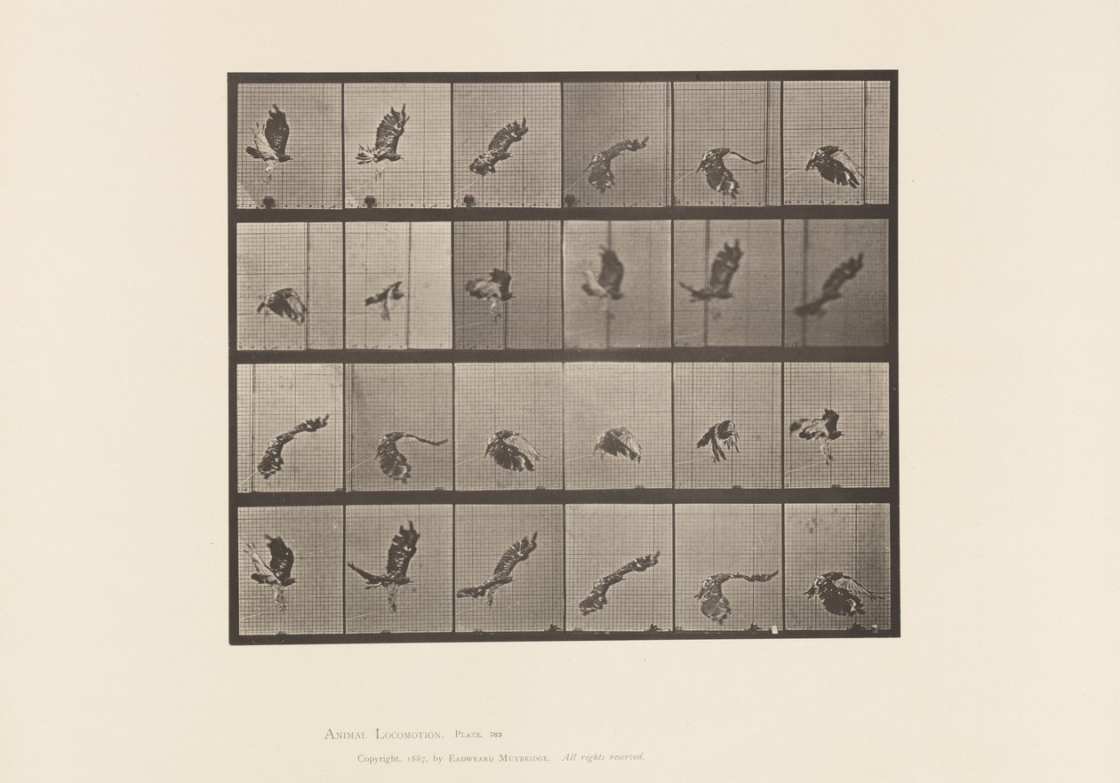 Tavle 763. Rødhalet Høg; Flyvende af Eadweard Muybridge