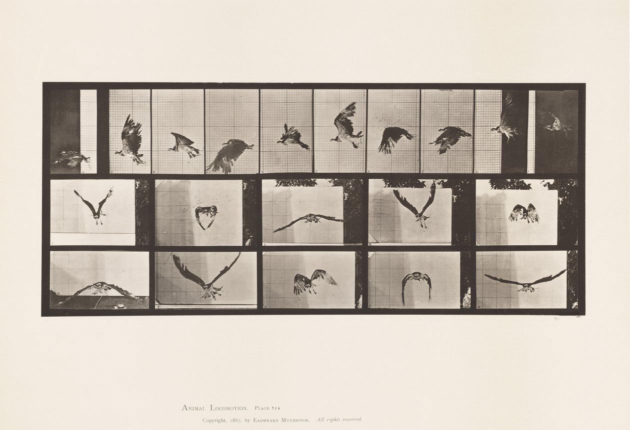 Tavle 764. Fiskehøg; Flyvende af Eadweard Muybridge