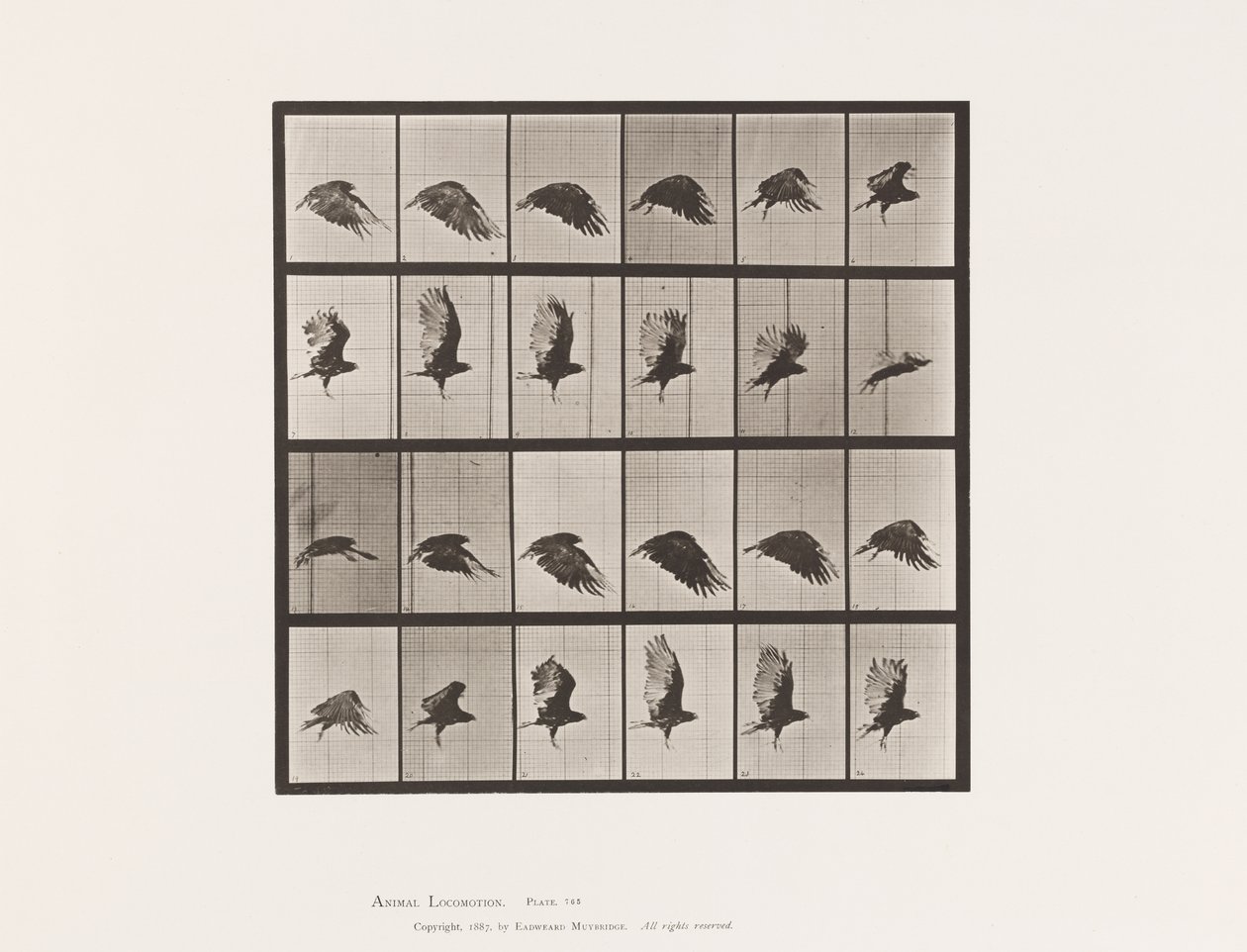 Tavle 765. Grib; Flyvende af Eadweard Muybridge