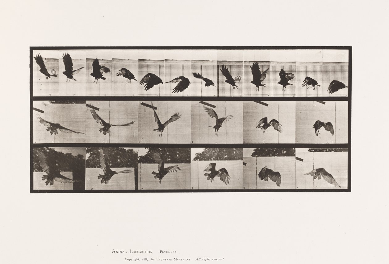 Tavle 767. Grib; Flyvende af Eadweard Muybridge