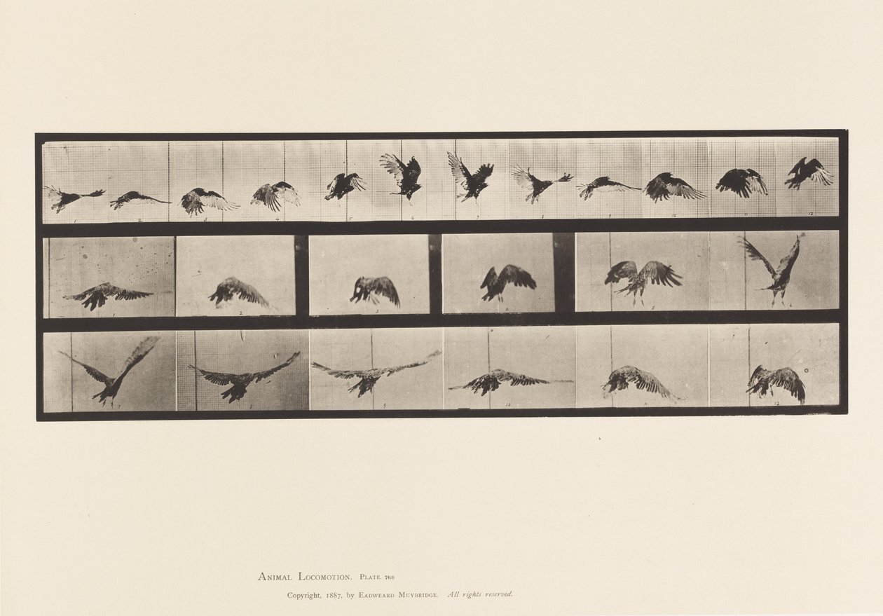 Tavle 768. Grib; Flyvende af Eadweard Muybridge