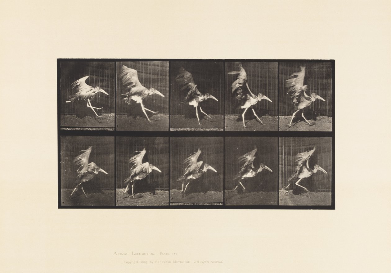 Tavle 775. Adjudant; Flyvende løb af Eadweard Muybridge
