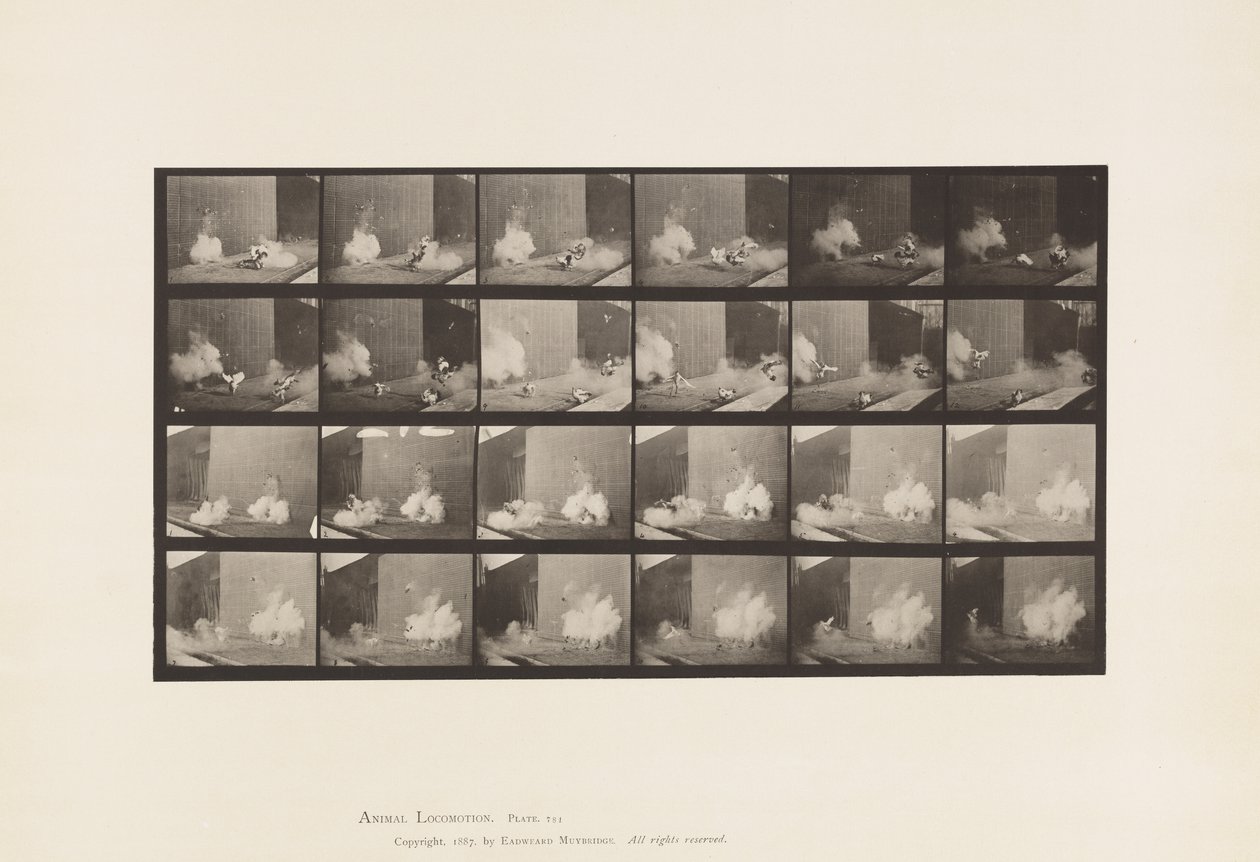 Tallerken 781. Høns; Skræmt af Torpedo af Eadweard Muybridge