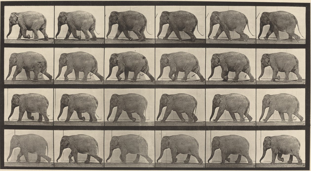 Plade nummer 733. Elefant gående af Eadweard Muybridge