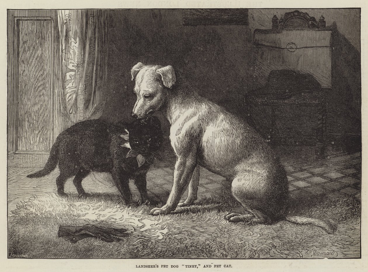 Landseer