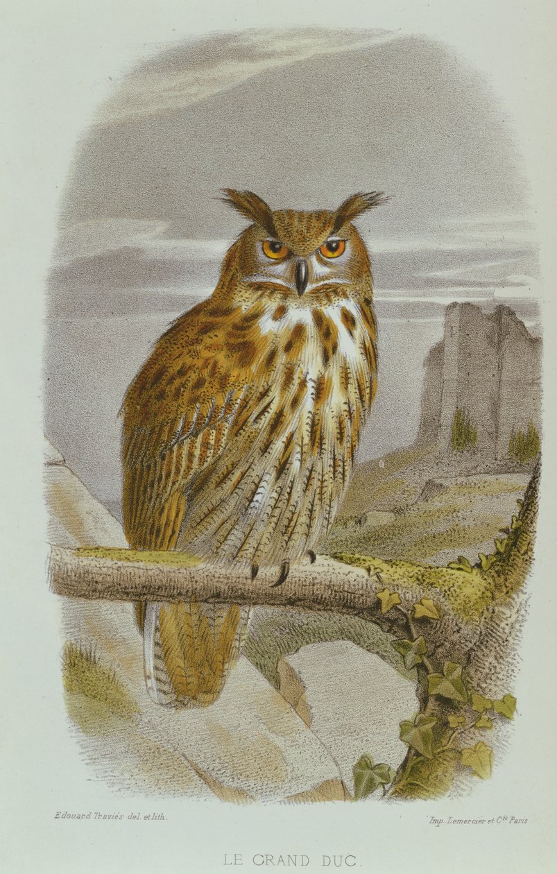 Ørneugle (Bubo Bubo) af Edouard Travies