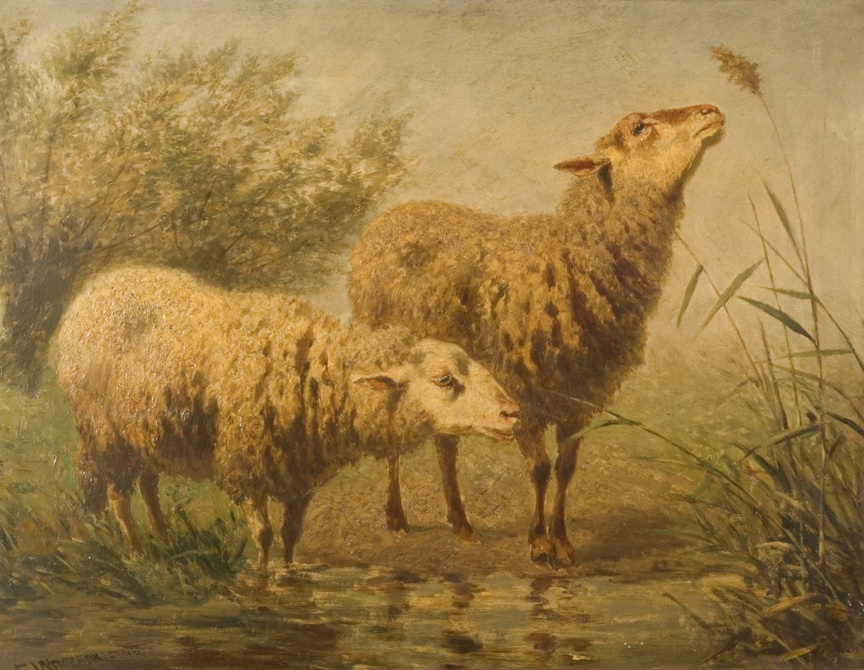 Studie af får af Edouard Woutermaertens