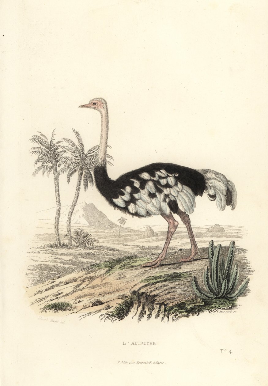 Almindelig struds, Struthio camelus. af Edouard (after) Travies