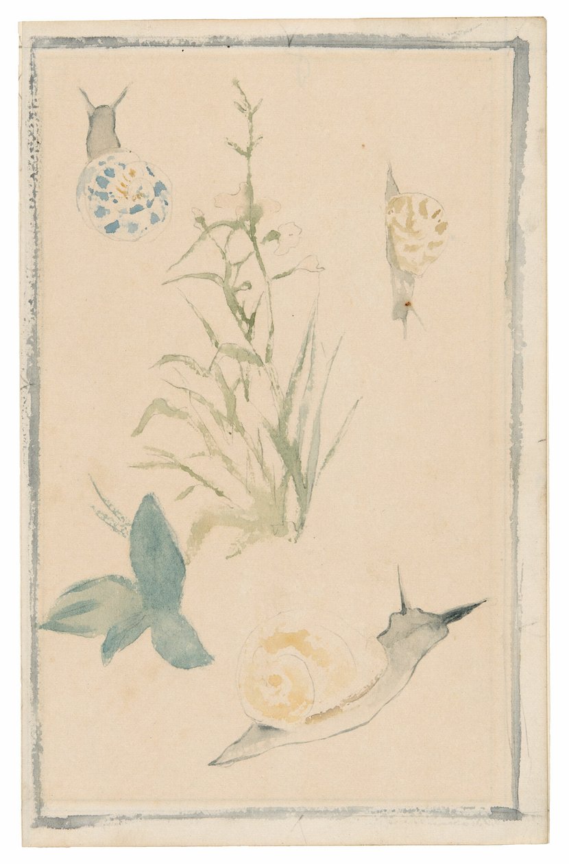 Skitser af snegle, blomstrende planter af Édouard Manet