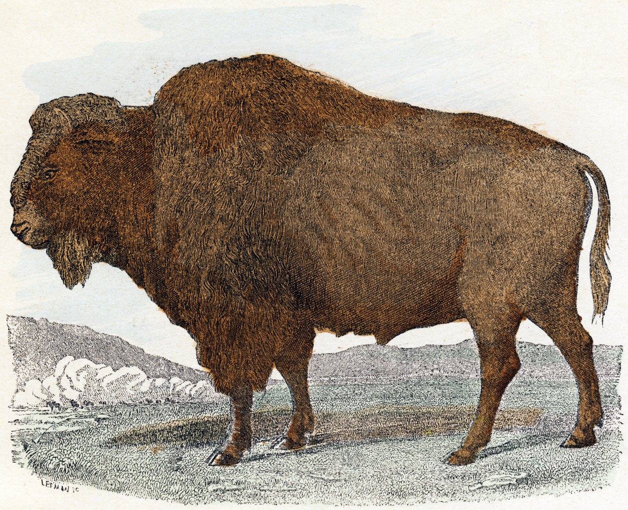 Bison fra 