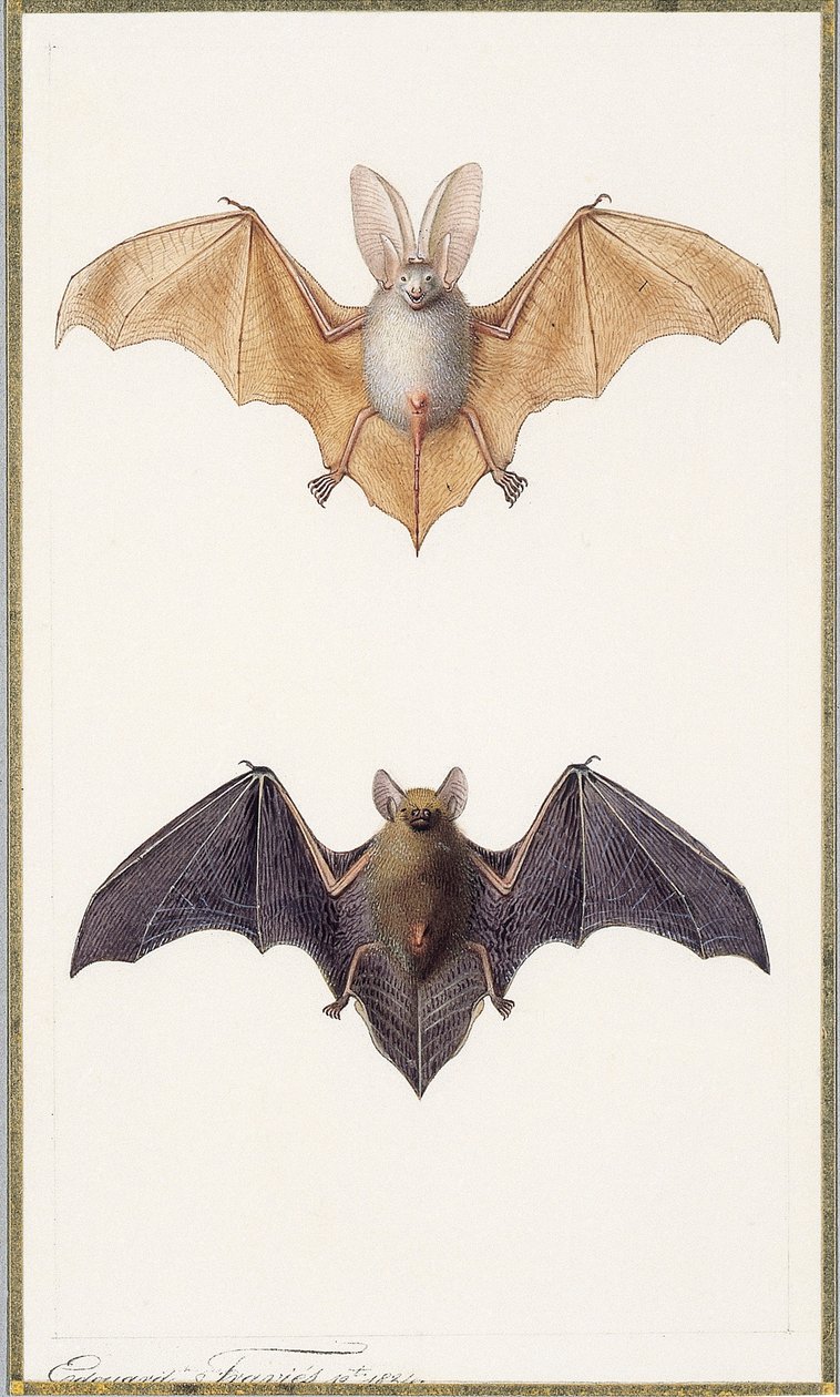 Long-eared bat and a common bat, 1834dani af Edouard Travies