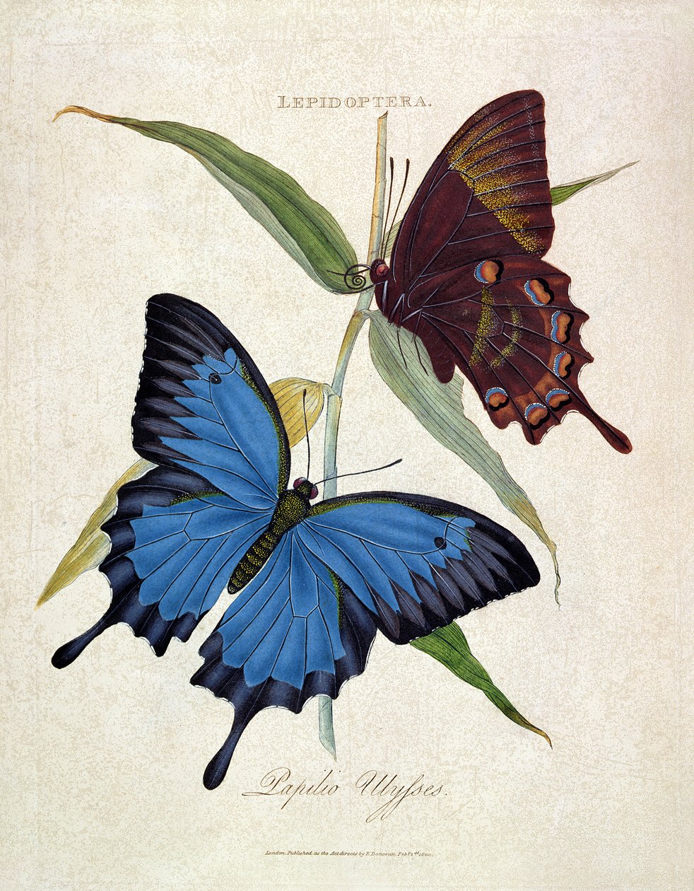 Sommerfugl: Papilio Ulysses, pub. af kunstneren, 1800 af Edward Donovan