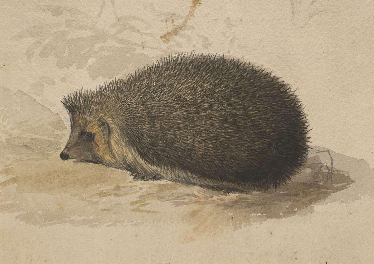 Et pindsvin af Edward Lear