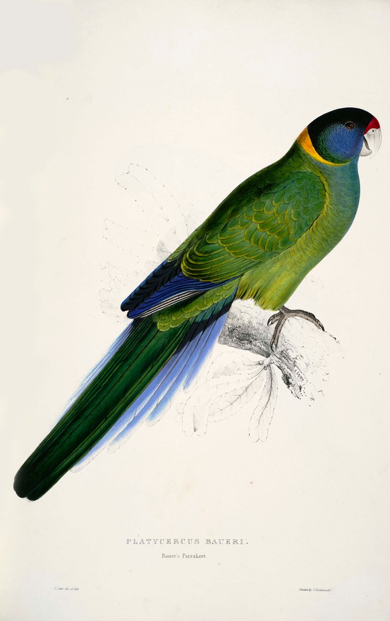 Barnardius zonarius af Edward Lear