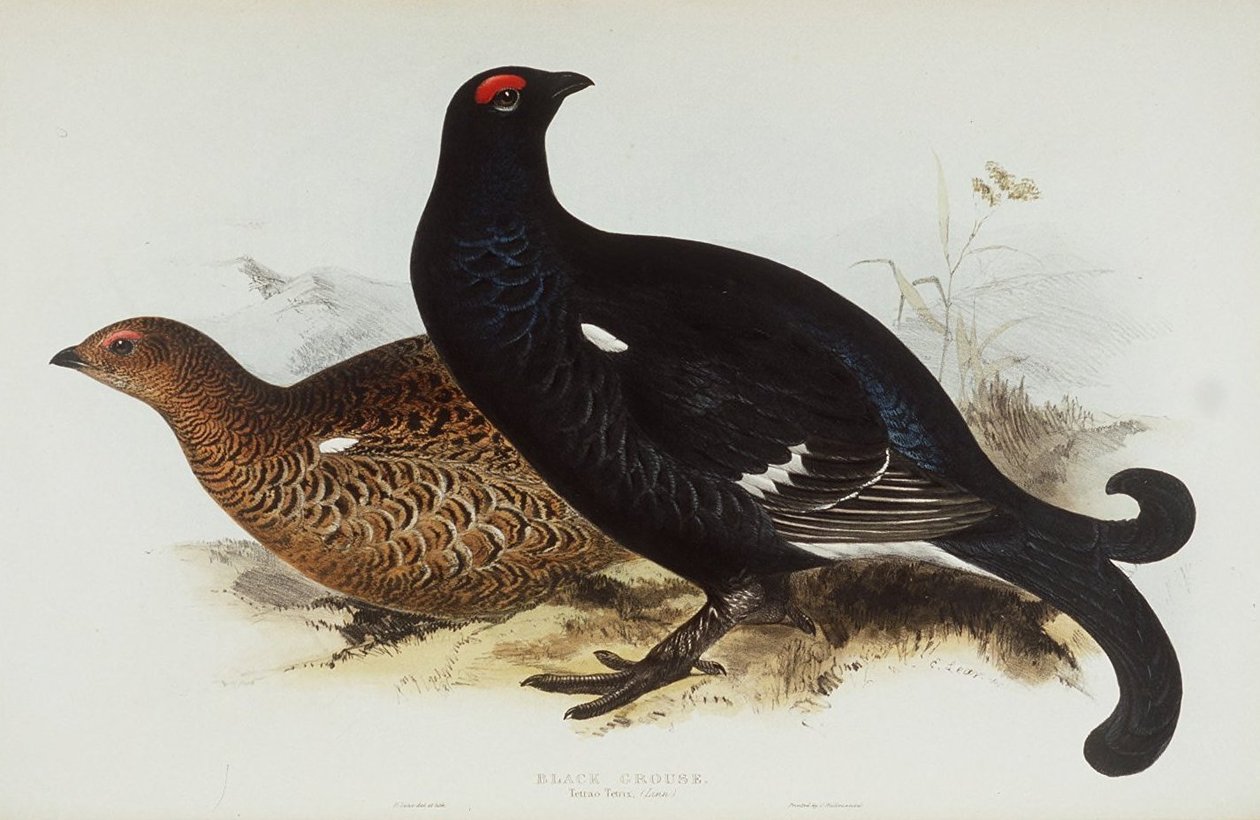 Sort Grouse af Edward Lear