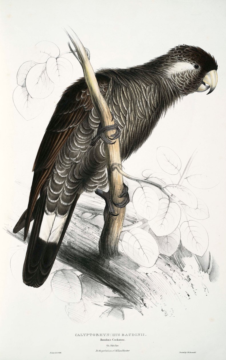 Calyptorhynchus af Edward Lear