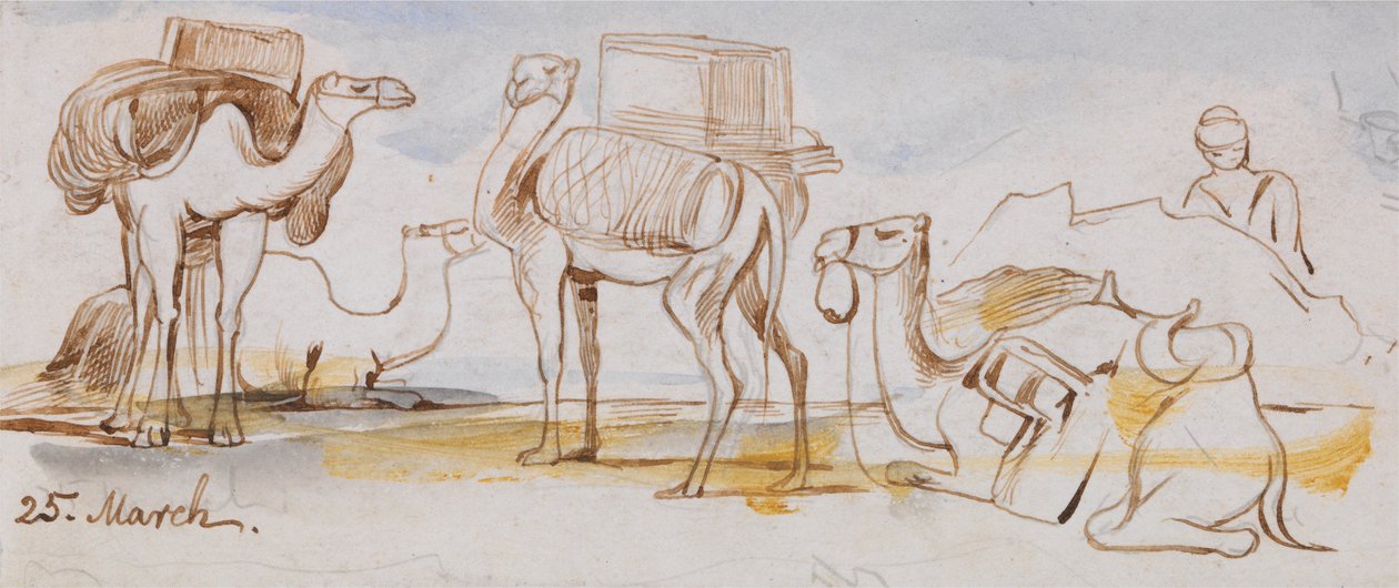 Kameler af Edward Lear